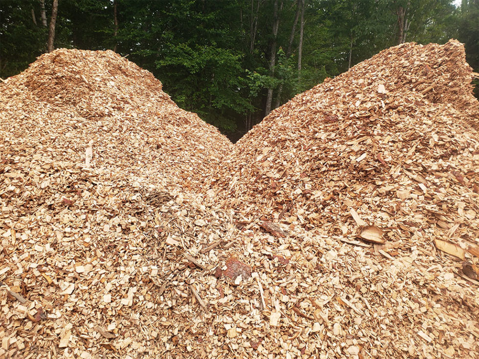 hemlock chips 2 980x735